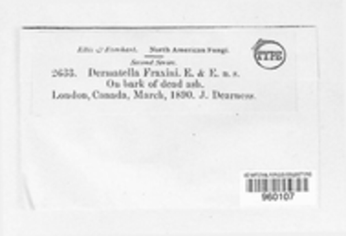 Pezicula carpinea image